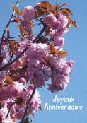 Fleurs roses enchanteresses pour un anniversaire